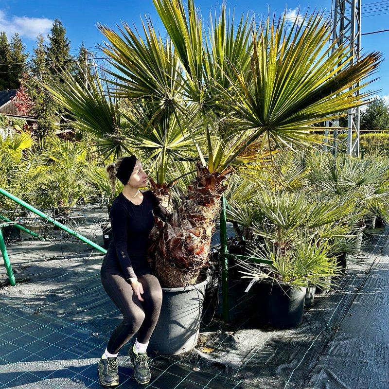 Washingtonia Filifera (Palma vláknitá) - kont. C110L, celková výška 200 cm, výška kmeňa 50-60 cm/80-90 cm (-4°C) - DVOJIČKY